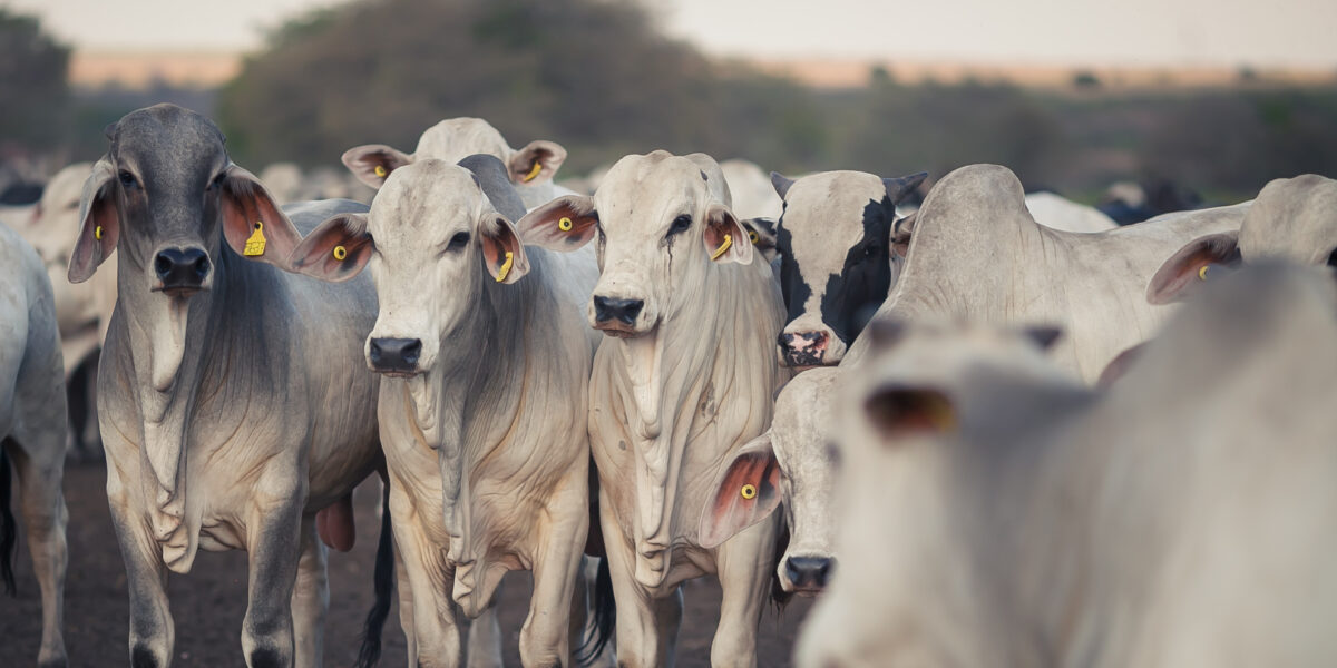 Agropecuária em Goiás registra saldo positivo de emprego em todos os meses de 2020