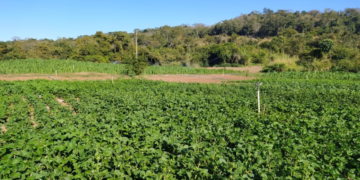 Emater e Embrapa testam novas cultivares de feijão para disponibilizar sementes mais produtivas aos agricultores goianos