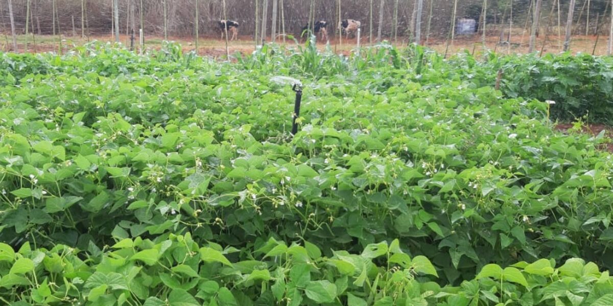 Emater e Embrapa realizam experimento com produção de grãos em sistema agroecológico