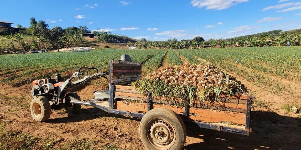 Pequeno produtor investe em cultivo de alho e colhe doze toneladas em Águas Lindas de Goiás