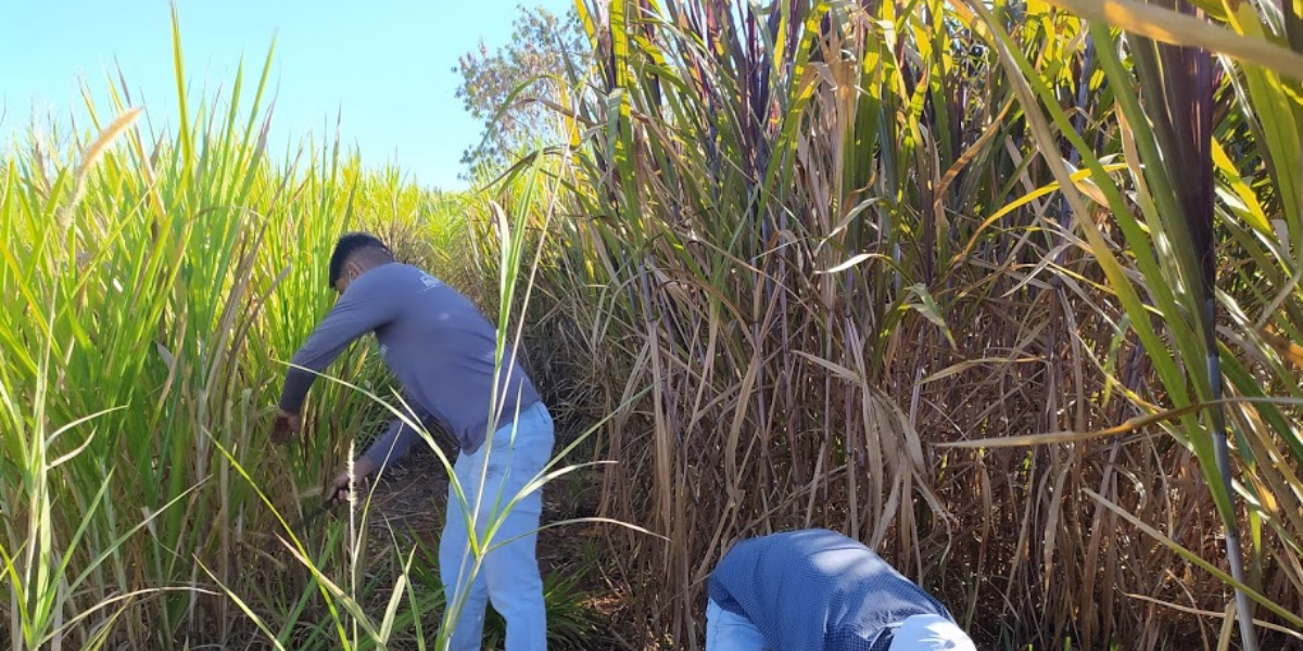 Emater e IF Goiano distribuem mudas de capim-elefante para produtores rurais em Ceres-GO
