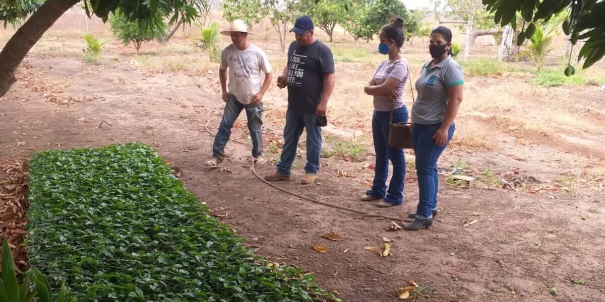 Com assistência da Emater, família de assentamento rural colhe 14 toneladas de maracujá em Flores de Goiás