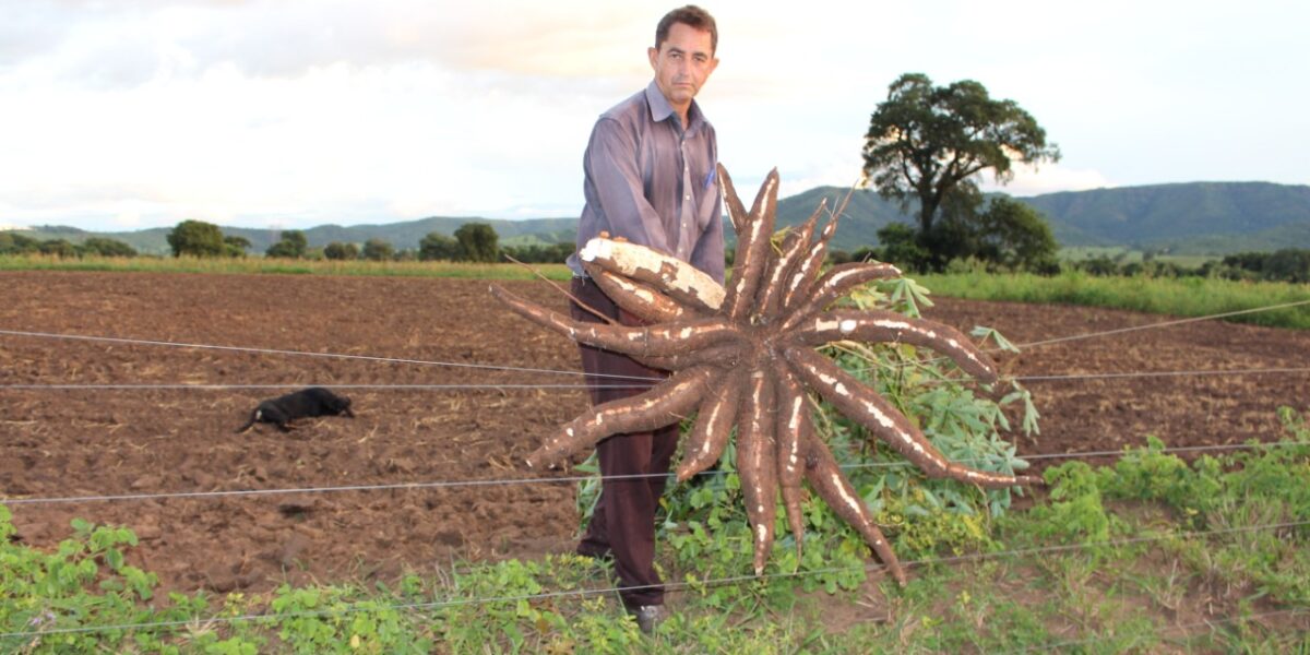 Cerveja de mandioca vai movimentar economia local de 19 municípios goianos