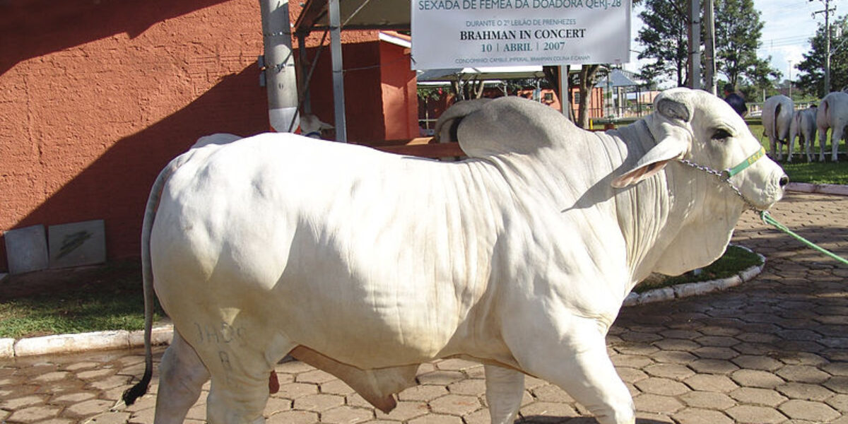 Governo de Goiás flexibiliza realização de eventos pecuários