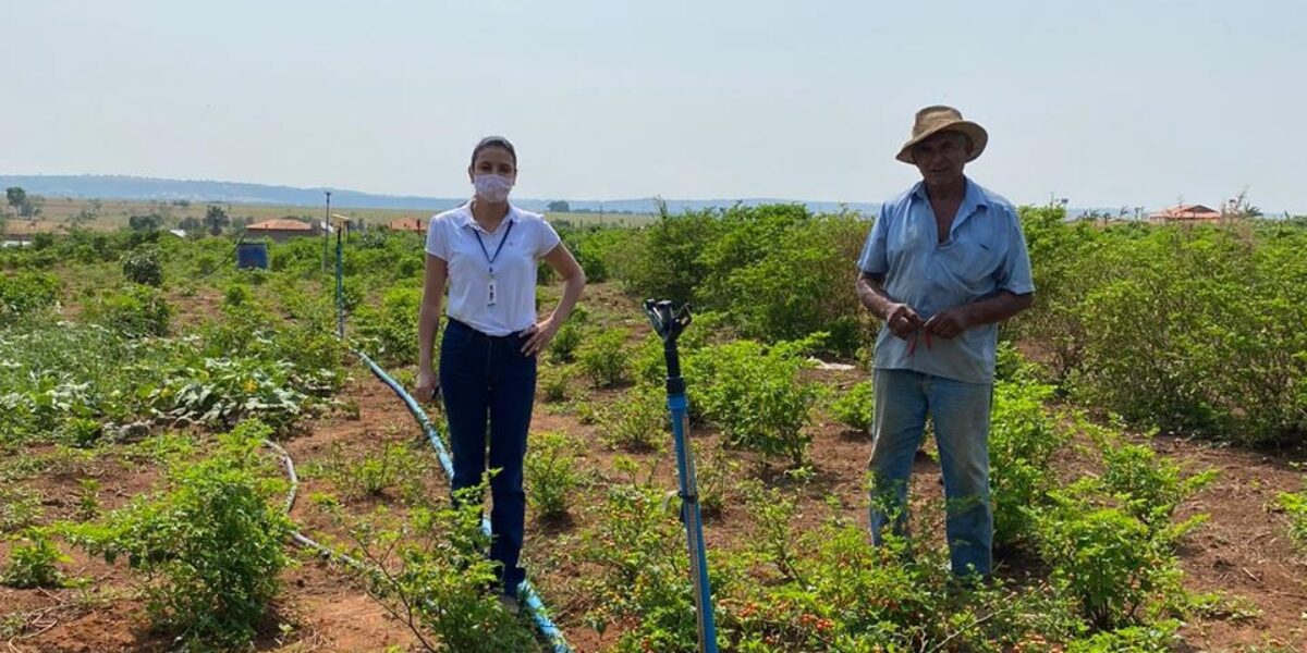 Família de pequenos agricultores amplia produção de pimenta após assistência técnica da Emater em Indiara