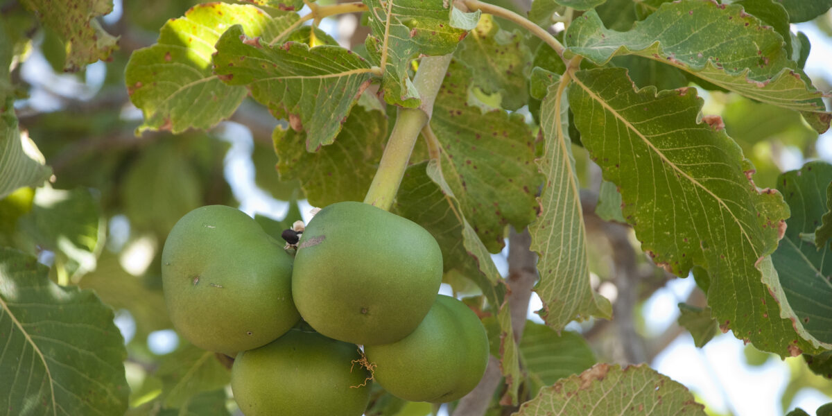 Pesquisadores da Emater discutem ataque de nova praga em pequizeiros