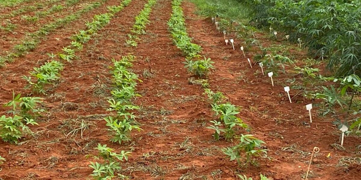 Pesquisa de melhoramento genético desenvolvida pela Emater busca oferecer variedades mais produtivas de mandioca