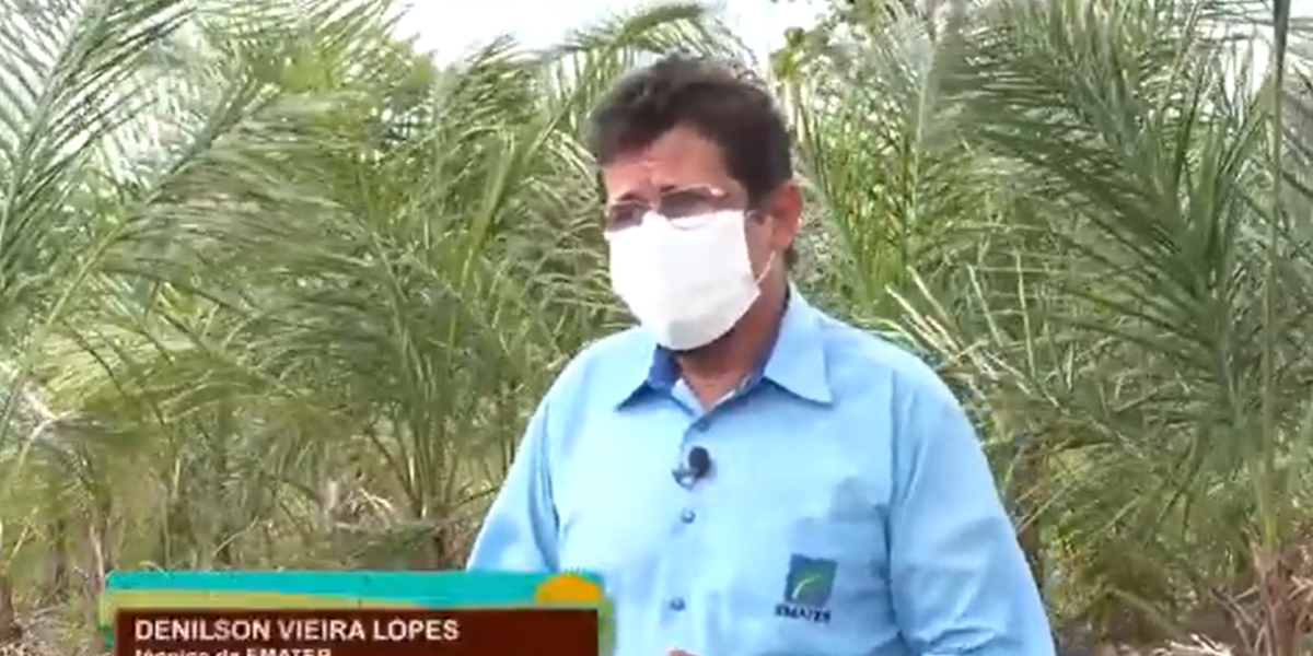 Técnico da Emater dá dicas para investir em cultivo de guariroba