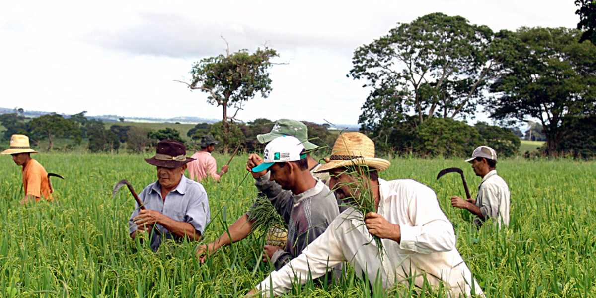 Emater emitiu mais de 6 mil DAPs aos agricultores familiares goianos em 2020