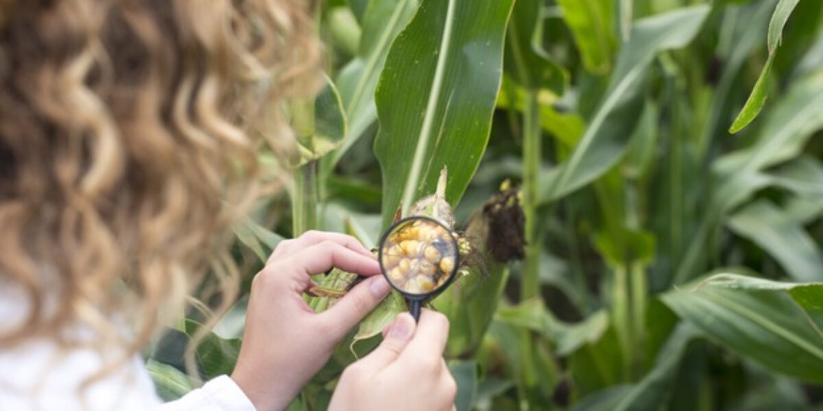 Inscrições para pós-graduação em Ciência e Tecnologia de Alimentos da UFG começam quarta-feira (20) para servidores da Emater