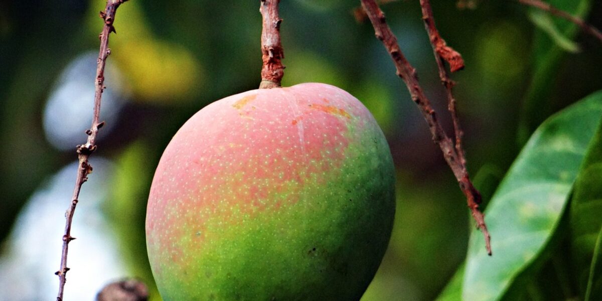 Goiás está na lista de Estados com bônus para produtos da agricultura familiar em janeiro