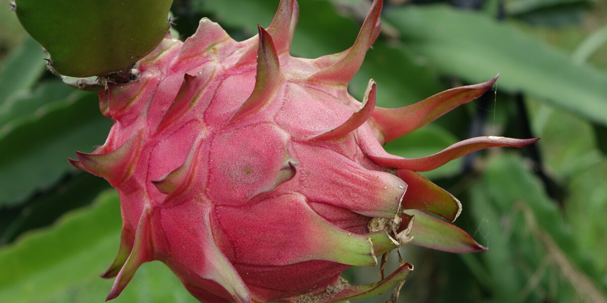 Pitaia ganha espaço entre agricultores familiares assentados em Goiás