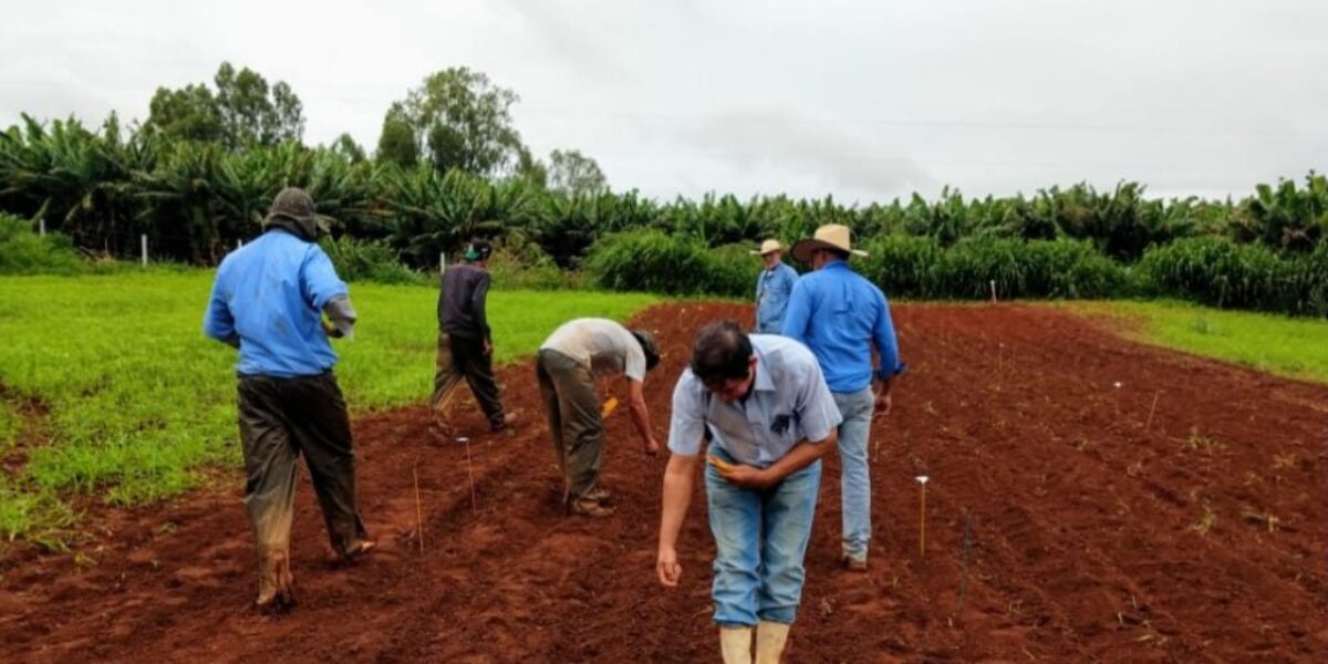 Projeto apoiado pela Emater incentiva produção de grãos agroecológicos em Anápolis