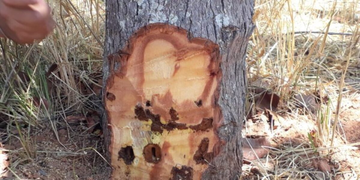 Rádio CBN destaca trabalho de investigação da Emater sobre praga que ataca pequizeiros