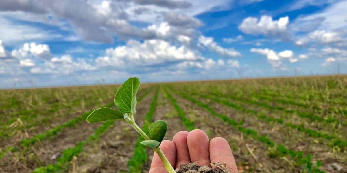 Startup utiliza insetos parasitoides para o controle biológico de pragas em lavouras