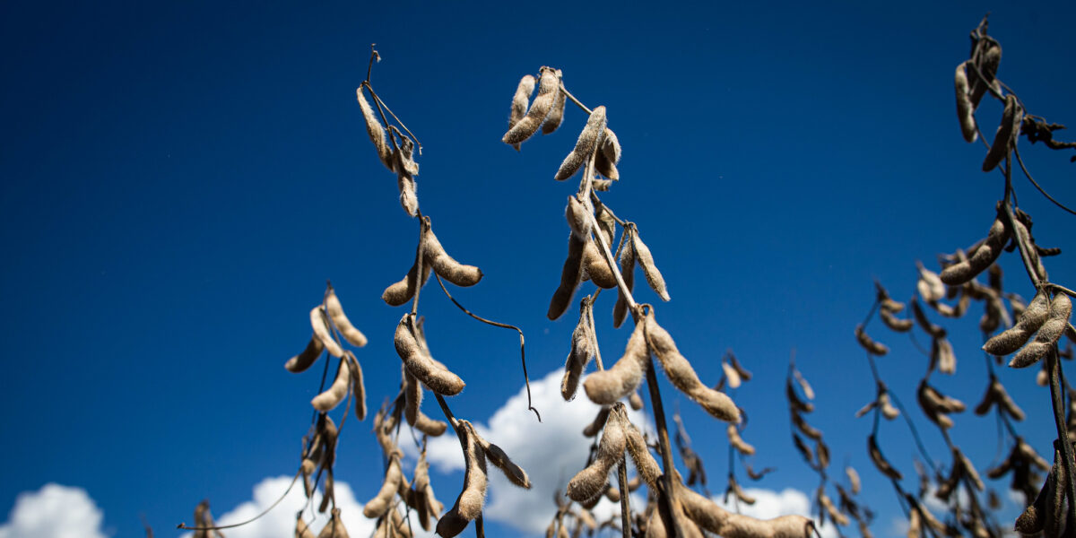 Valor Bruto da Produção Agropecuária em Goiás deve ser de R$ 87,13 bilhões em 2021