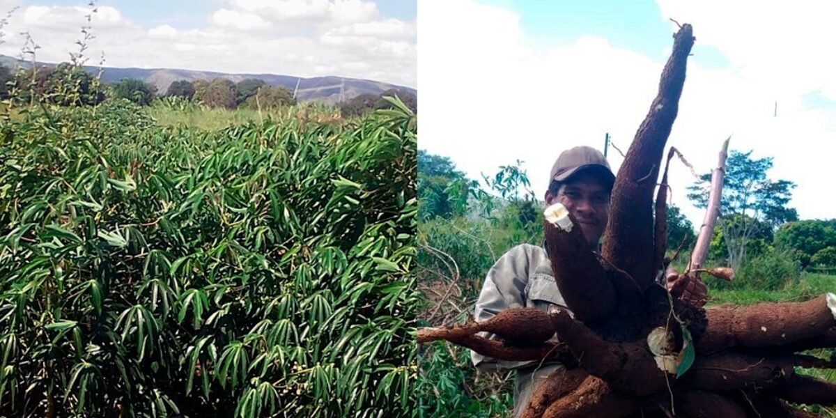 Unidades multiplicadoras de mandioca estimulam produção da raiz em Vila Boa-GO