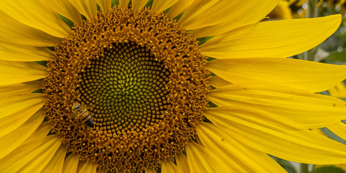 Goiás deve liderar produção nacional de girassol na safra 2020/2021