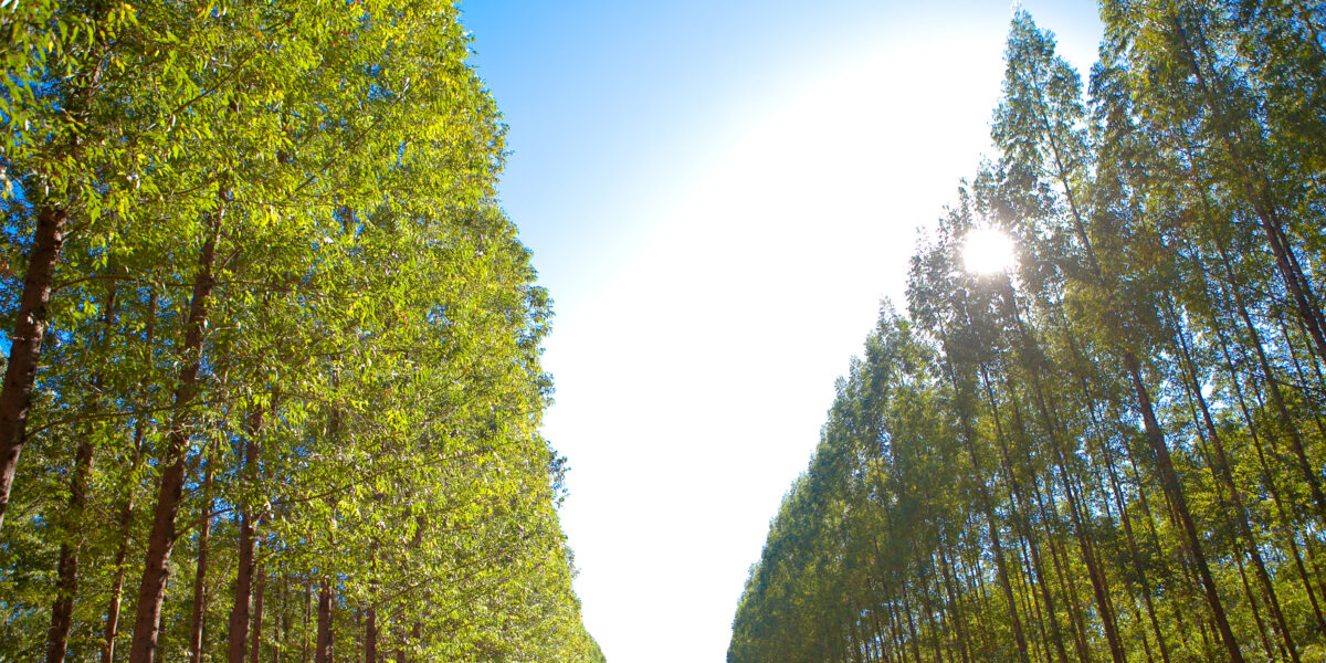 Governo de Goiás institui Comitê Estadual de Gestão da Agropecuária de Baixo Carbono e Sustentável