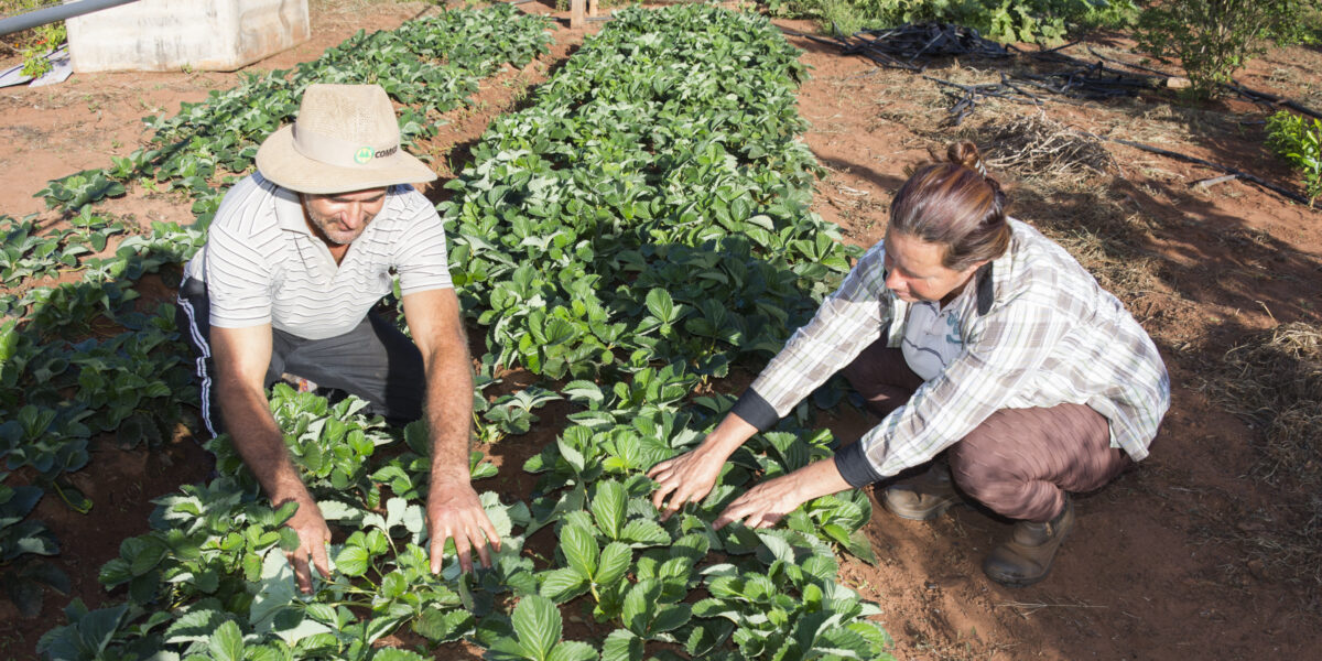 Plano Safra 2021/2022 disponibiliza R$ 39 bilhões para agricultura familiar