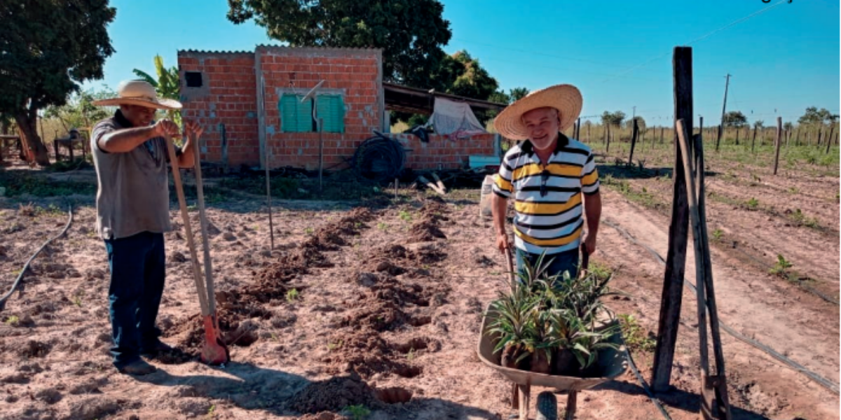 Agricultor familiar assistido pela Emater recebe 250 mudas de abacaxi de alta qualidade produtiva