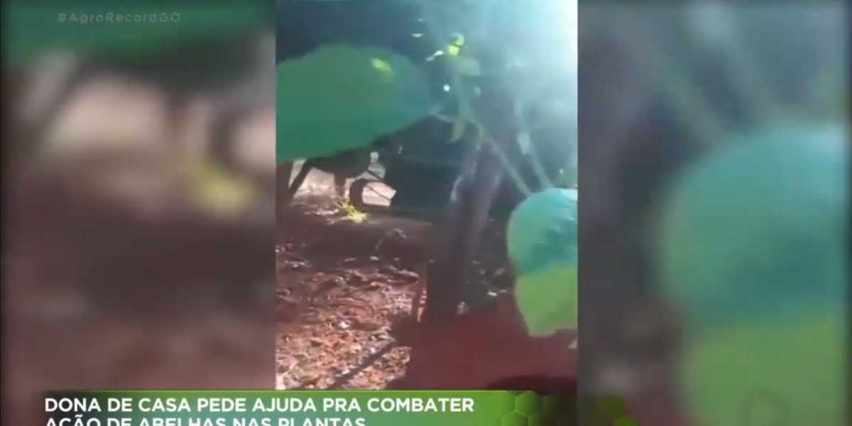 Como proteger plantas frutíferas da ação de abelhas sem prejudicar biodiversidade? Profissional da Emater responde no Agro Record