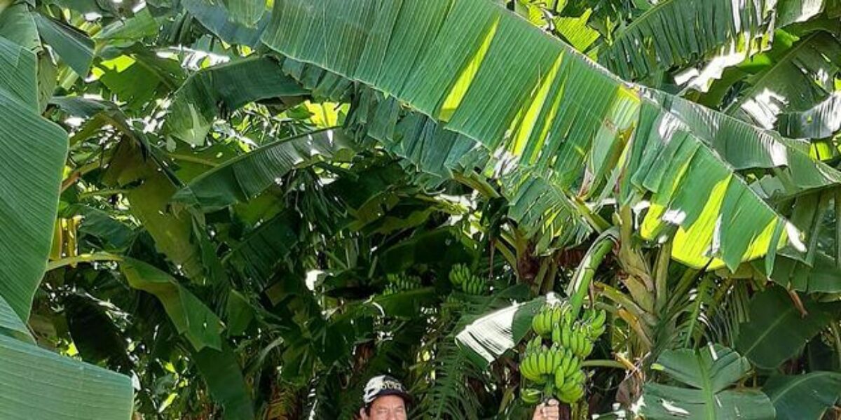 Agricultores familiares assistidos pela Emater engrossam estatísticas sobre produção de banana em Goiás