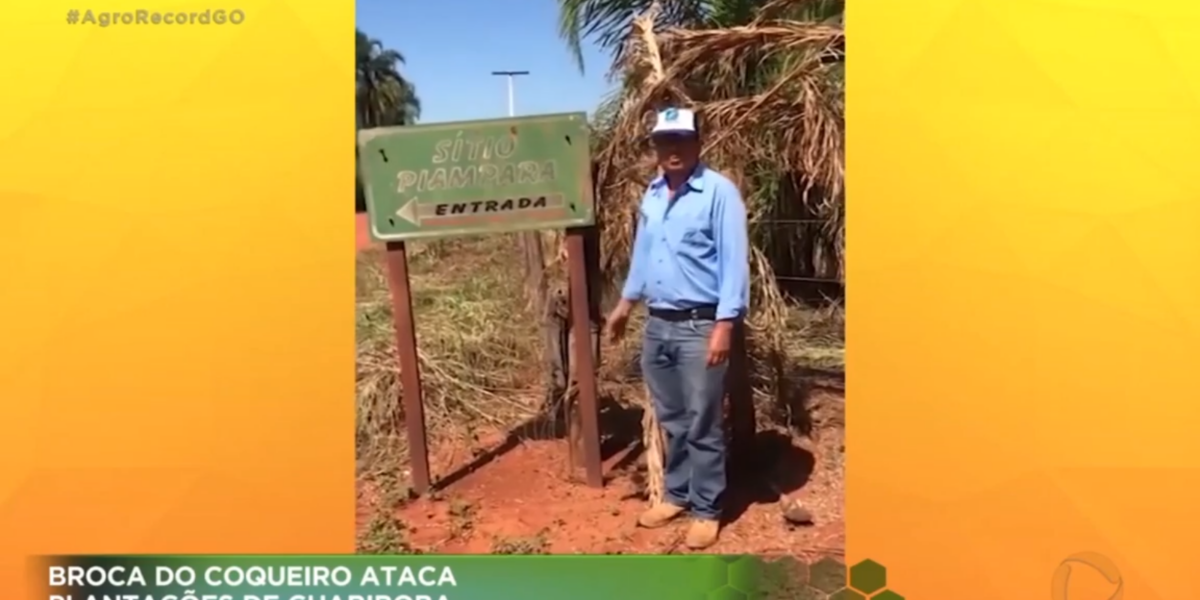 Profissional da Emater esclarece dúvida quanto a problemas em plantação de guariroba