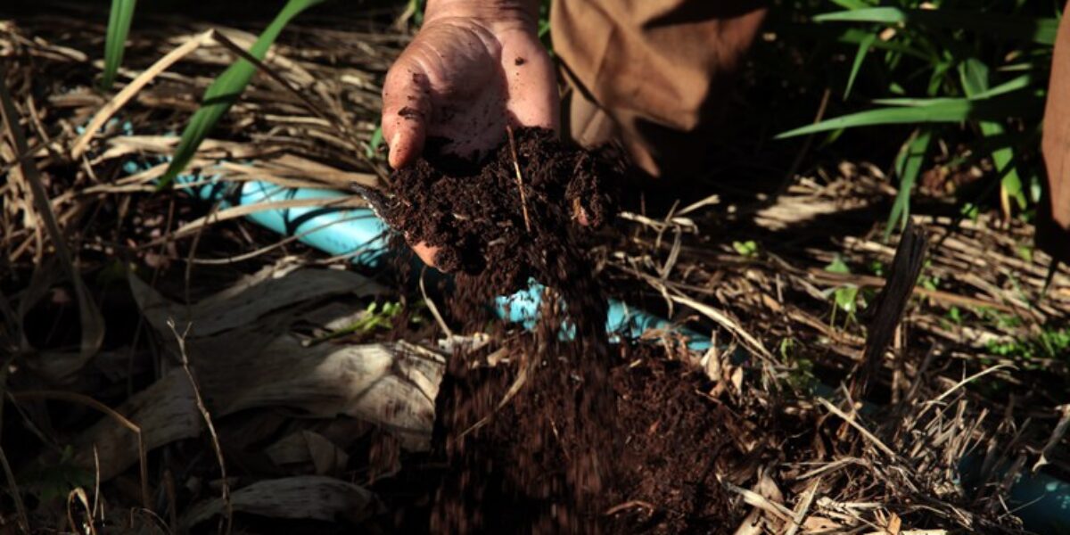 Brasil deve ser destaque mundial no uso de bioinsumos nos próximos anos