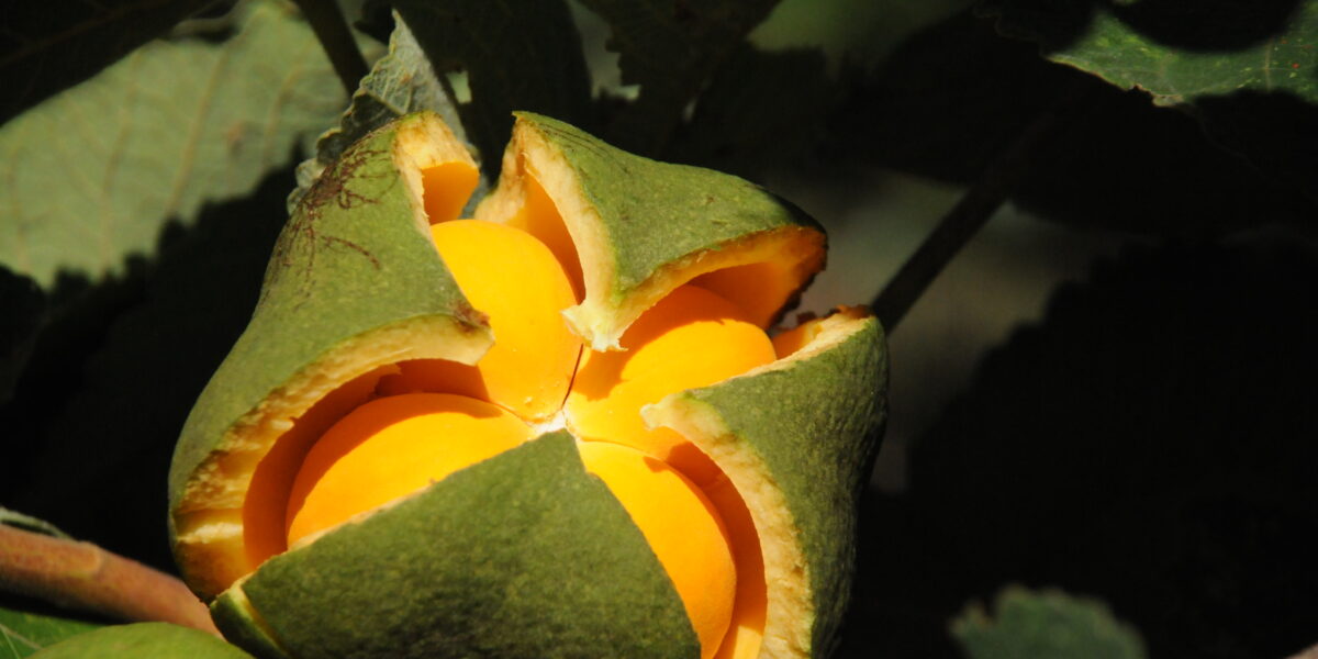 Cientistas da Emater e sociedade goiana se unem para investigar praga que ataca pequizeiros