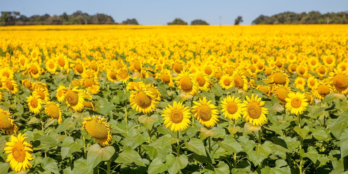 Goiás deve registrar 24,7 milhões de toneladas de grãos na safra 2020/2021