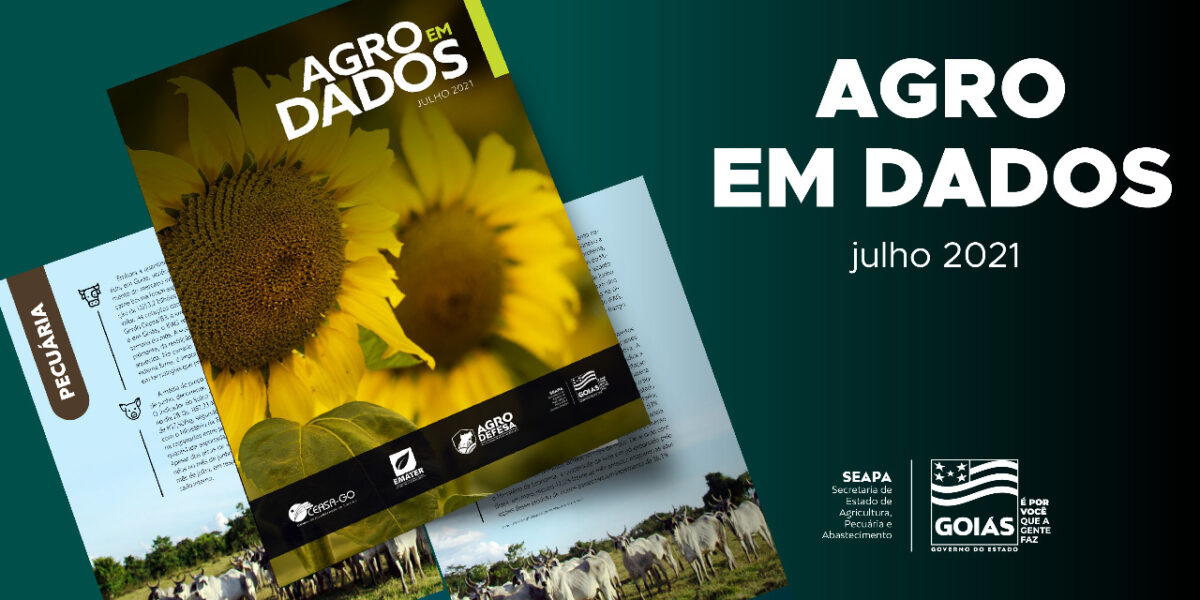 Sustentabilidade de cultivo do girassol em Goiás contribui para o Estado liderar a produção do grão no País