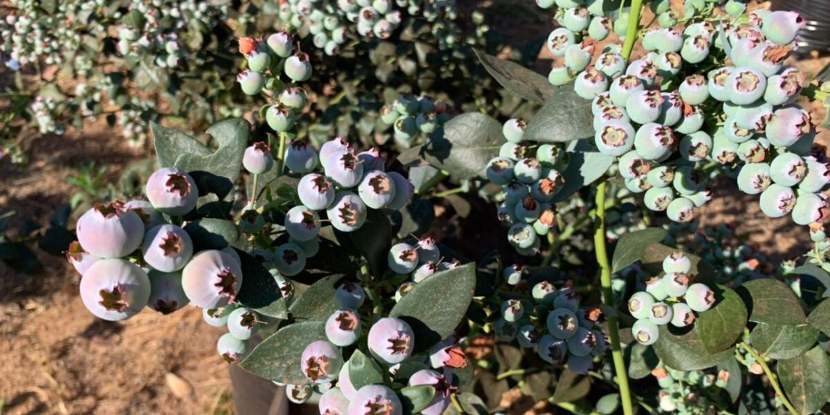 Cultivo de mirtilo atrai empreendedores rurais em Goiás