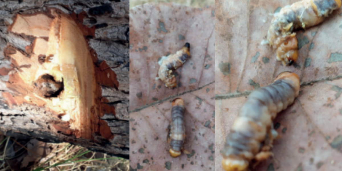 Emater apresenta informações inéditas sobre broca-do-tronco que ataca pequizeiros