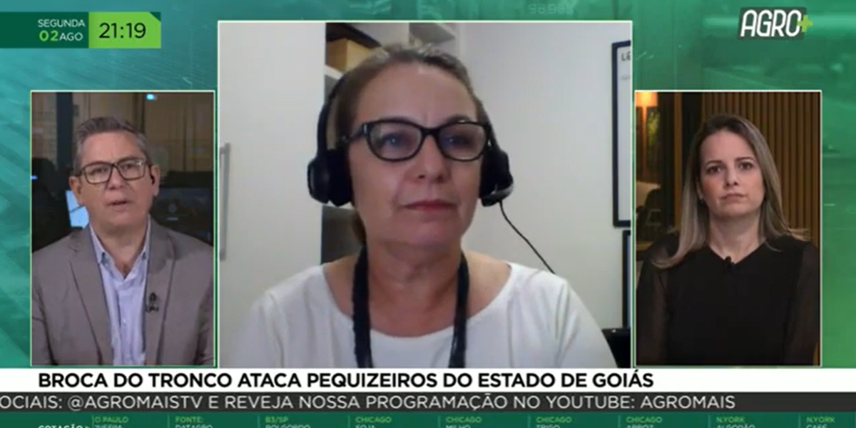 Canal AgroMais: Pesquisadora da Emater fala sobre nova fase de investigação da praga que ataca pequizeiros