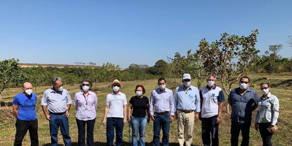 Emater e Embrapa firmam parceria para pesquisas de seleção e clonagem de pequi