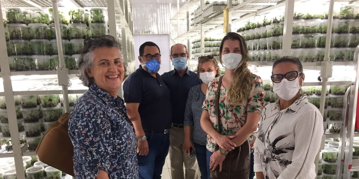 Comitiva da Emater visita projetos inovadores de cultura de tecidos em Minas Gerais