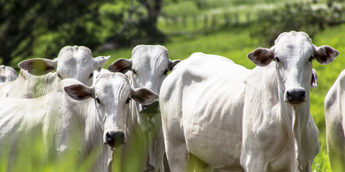 Rebanho bovino goiano cresce 3,5% e Estado mantém segunda posição nacional entre maiores produtores