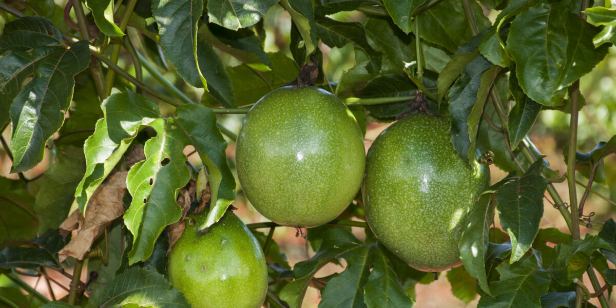 Goiás está na lista de Estados com bônus para produtos da agricultura familiar em setembro