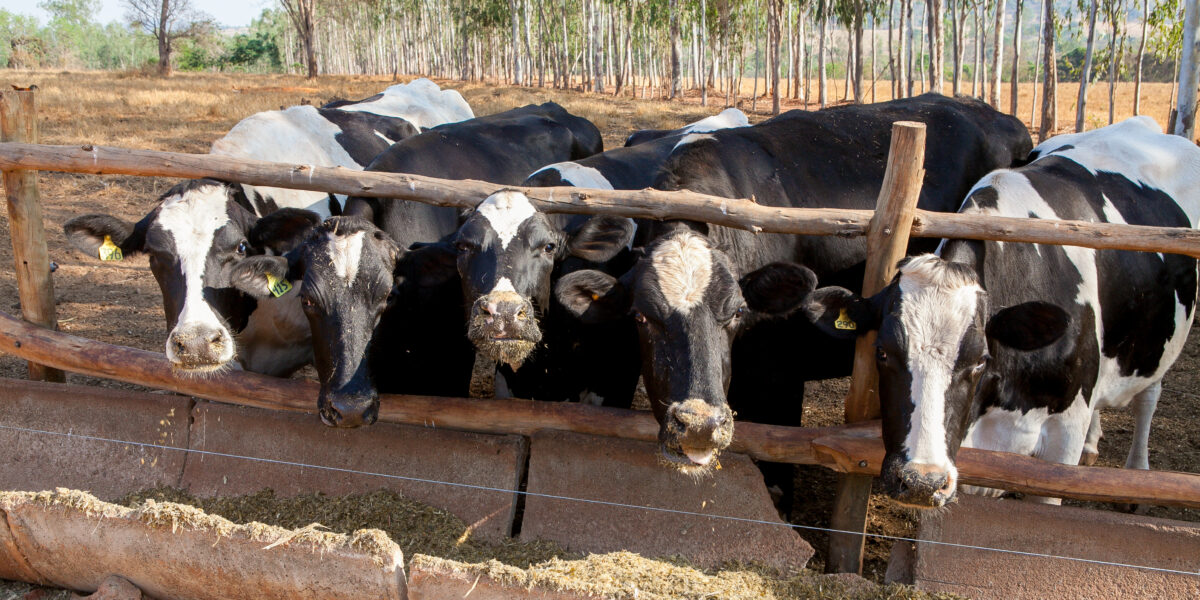 Conselho de Desenvolvimento do Estado destina R$ 35,5 milhões em empréstimos do FCO Rural para mini, pequenos e pequenos-médios produtores