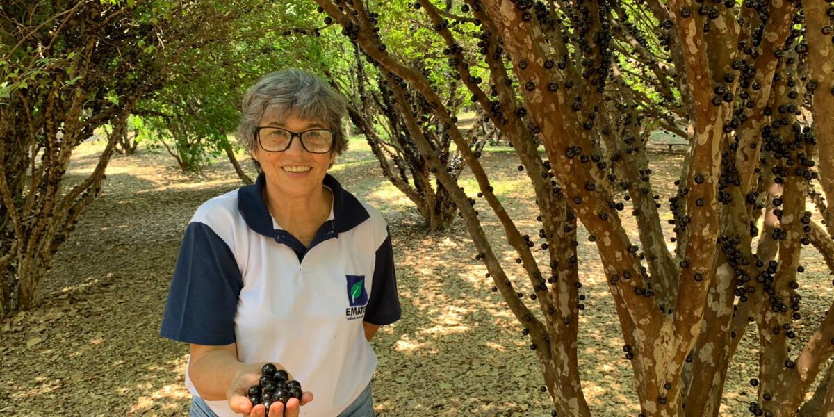 Temporada de jabuticaba movimenta turismo rural em Hidrolândia