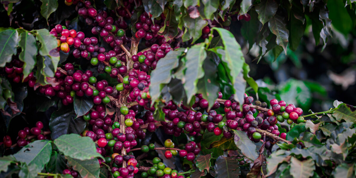 Goiás deve produzir 212 mil sacas de café na safra 2021