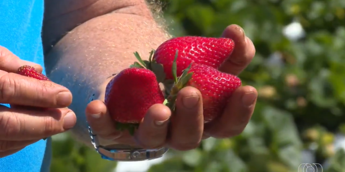 Produção de morango assistida pela Emater é destaque no Jornal do Campo