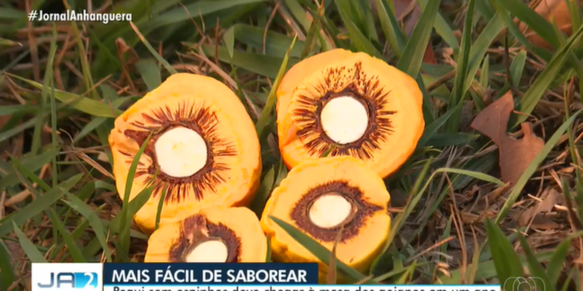 Pequi sem espinhos cultivado pela Emater é destaque no Jornal Anhanguera