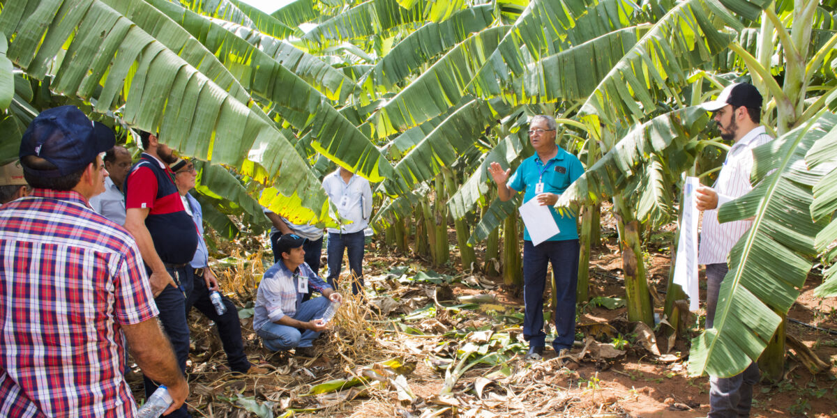 Emater realiza Dia de Campo sobre desafios sanitários no cultivo de banana em Buriti Alegre