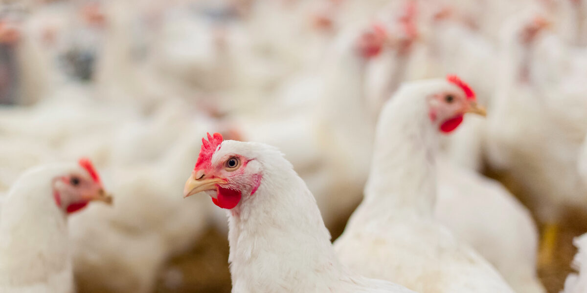 Projetos aprovados para o FCO preveem investimentos de mais de R$ 50 milhões em estabelecimentos rurais em Goiás