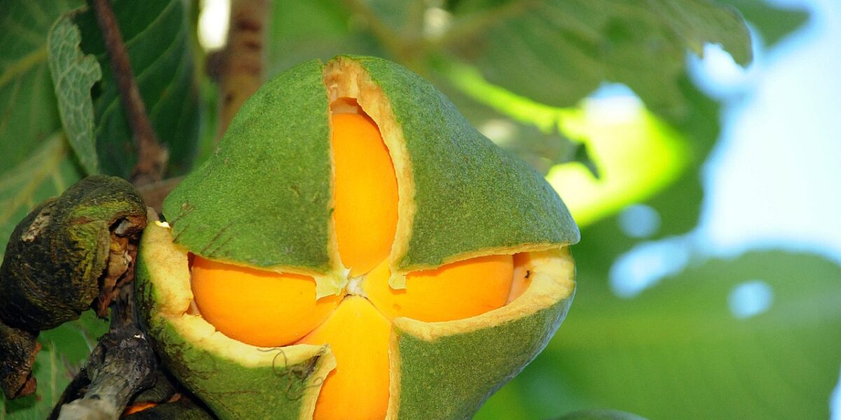 Em Goiás, extração de pequi avança 10,4% em volume e valor de produção do fruto sobe 19,9%