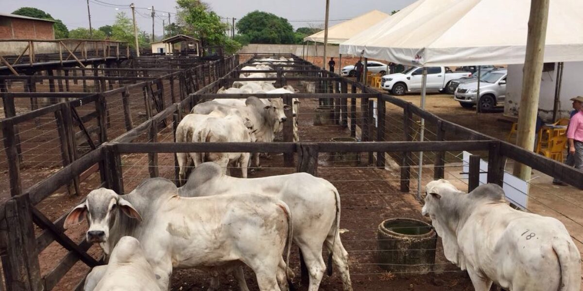 Emater e ABCZ levam feira Pró-Genética a municípios do interior de Goiás