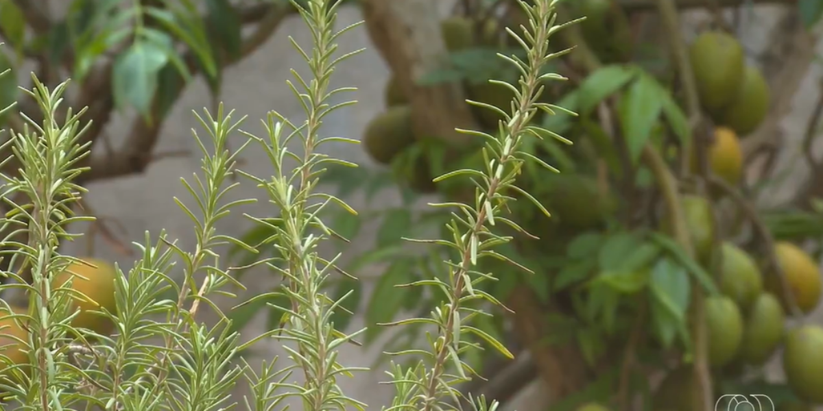 Série especial do Jornal do Campo gravada na Emater mostra benefícios do alecrim