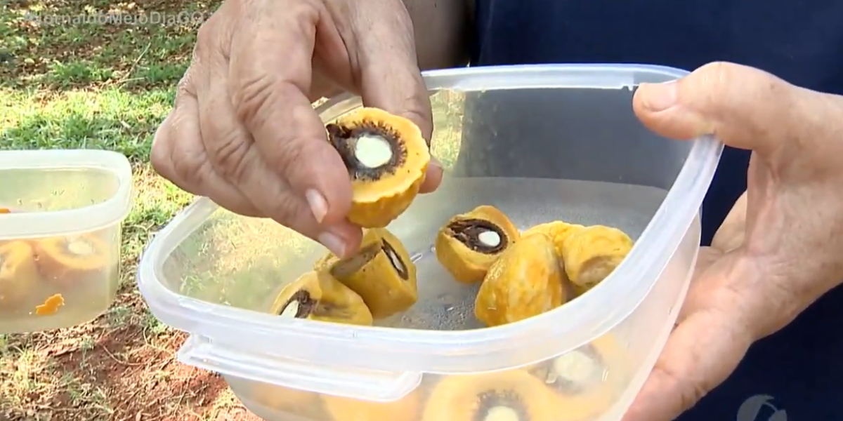 Pequi sem espinhos cultivado pela Emater é destaque na TV Serra Dourada